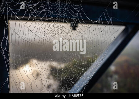 Spider web capture l'humidité de l'air en forme de gouttes d'eau le long de son fils. De soie Les gouttelettes d'eau formée sur une araignée. Banque D'Images