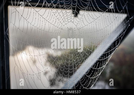 Spider web capture l'humidité de l'air en forme de gouttes d'eau le long de son fils. De soie Les gouttelettes d'eau formée sur une araignée. Banque D'Images