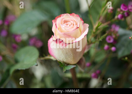 Bouquet de roses blanches et roses et un cadeau pour Waxflower Banque D'Images