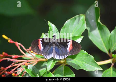 - Cette photo a été prise au jardin botanique en Illinois Banque D'Images