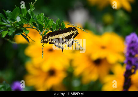 Queue fourchue, Géant Papillon et tournesols - Cette photo a été prise au jardin botanique en Illinois Banque D'Images