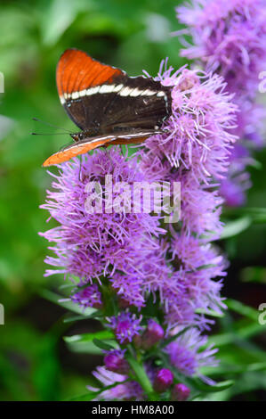 L'amiral rouge papillon sur la fleur pourpre - Cette photo a été prise au jardin botanique en Illinois Banque D'Images