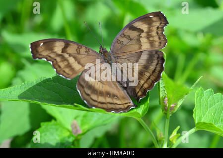 Pansy Butterfly chocolat - Cette photo a été prise au jardin botanique en Illinois Banque D'Images