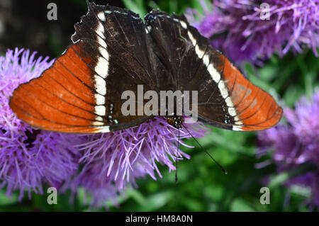 L'amiral rouge papillon - cette photo a été prise au jardin botanique en Illinois Banque D'Images
