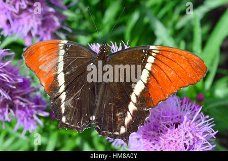 L'amiral rouge papillon - cette photo a été prise au jardin botanique en Illinois Banque D'Images