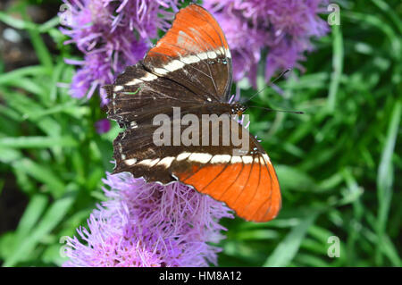 L'amiral rouge papillon sur la fleur - Cette photo a été prise au jardin botanique en Illinois Banque D'Images