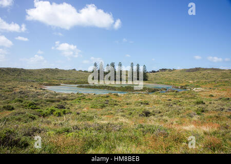 Pins de Norfolk et de Grassy paysage avec lac à Rottnest Island en Australie occidentale. Banque D'Images