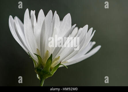 Cosmos blanc Banque D'Images