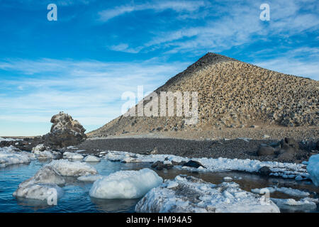 Randonnée pleine de cormorans (Phalacrocorax atriceps impériale), île Paulet, Antarctique, régions polaires Banque D'Images