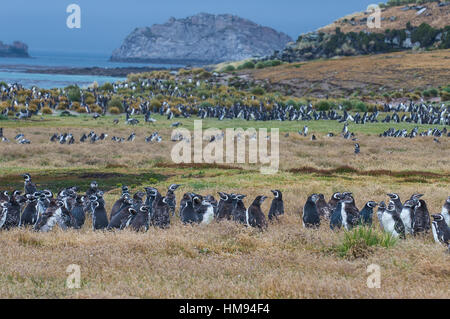 Manchot de Magellan (Spheniscus magellanicus), colonie de l'île de la carcasse, West Falkland, îles Malouines, l'Amérique du Sud Banque D'Images