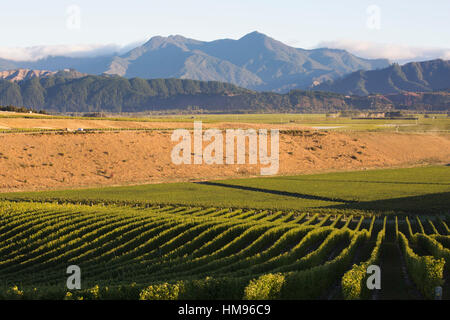 Vue sur vignoble typique dans la vallée de Wairau, tôt le matin, Renwick, près de Blenheim, Marlborough, île du Sud, Nouvelle-Zélande Banque D'Images