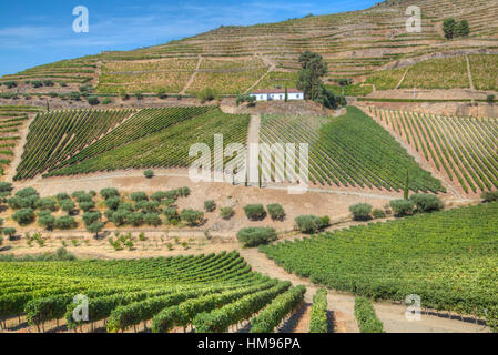 Vignes, Quinta do Crasto, Alto Douro Wine Valley, Portugal Banque D'Images