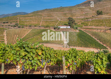 Vignes, Quinta do Crasto, Alto Douro Wine Valley, Portugal Banque D'Images