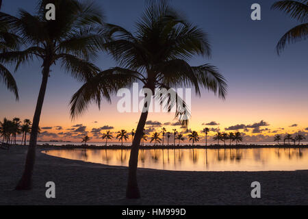 Palmiers REFLECTING POOL ATOLL MATHESON HAMMOCK PARK COMTÉ MIAMI FLORIDA USA Banque D'Images