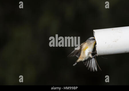 Pardalote strié volant dans son nid dans une vieille pipe Banque D'Images