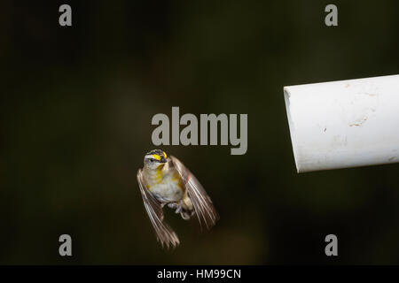 Pardalote strié volant dans son nid dans une vieille pipe Banque D'Images