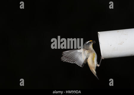 Pardalote strié volant dans son nid dans une vieille pipe Banque D'Images