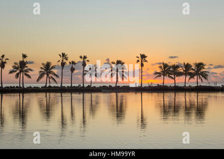 Palmiers REFLECTING POOL ATOLL MATHESON HAMMOCK PARK COMTÉ MIAMI FLORIDA USA Banque D'Images