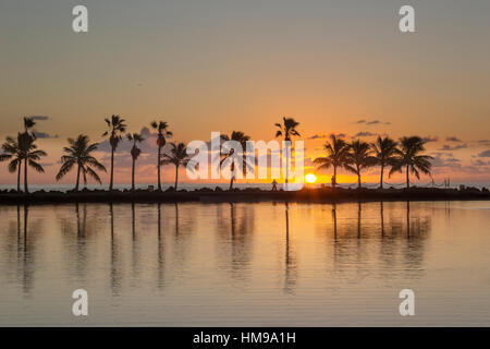 Palmiers REFLECTING POOL ATOLL MATHESON HAMMOCK PARK COMTÉ MIAMI FLORIDA USA Banque D'Images