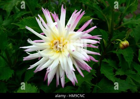 Dahlia fleurs joie Marlene Banque D'Images