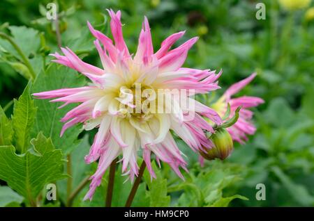 Dahlia fleurs joie Marlene Banque D'Images