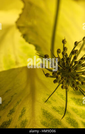 Gousse sous un chou vert, feuilles de cactus Banque D'Images