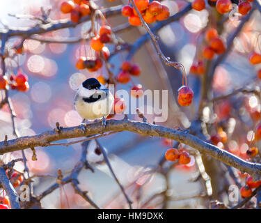 Carolina chichadee, Poecile carolinensis, tenant une graine de tournesol dans son bec tout en étant perchée sur un mangeoire à oiseaux en bois. Oklahoma City, Oklahoma, États-Unis Banque D'Images