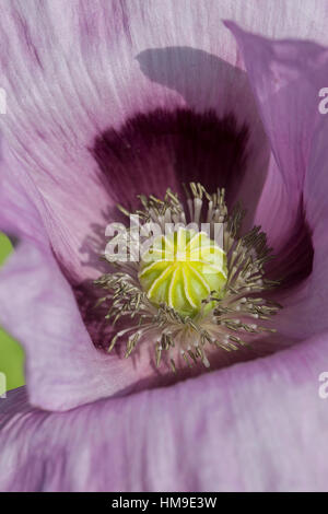 Schlaf Mohn Schlaf Mohn Mohn Papaver Somniferum Pavot Opium Pavot Pain Le Pavillon