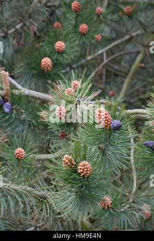 Schlangenhaut-Kiefer Schlangenhautkiefer Lorica-Kiefer,,, Panzerkiefer Panzer-Kiefer, Kiefer,, Pinus heldreichii, Pinus leucodermis, pin de Bosnie, Pal Banque D'Images