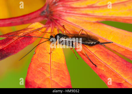 Schlupfwespe, Weibchen, Pimpla spec., mouche Ichneumon, Hyménoptère, femme Banque D'Images