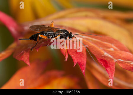 Schlupfwespe, Weibchen, Pimpla spec., mouche Ichneumon, Hyménoptère, femme Banque D'Images