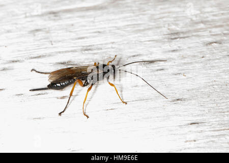 Schlupfwespe, Weibchen, Pimpla spec., mouche Ichneumon, Hyménoptère, femme Banque D'Images