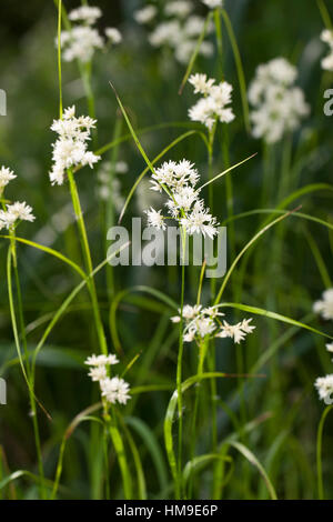 Schnee-Hainsimse, Schneeweiße, Hainsimse Hainsimse, Schneemarbel Weiße, Schnee-Marbel, Luzula nivea, Snowy woodrush, Milou, carex bois bois enneigés rus Banque D'Images