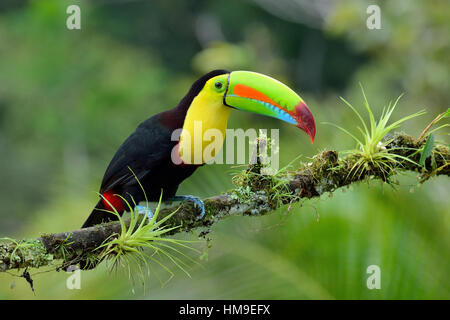 Quille- Bec Toucan dans la forêt tropicale du Costa Rica Banque D'Images