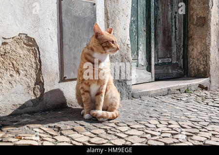 Chat rouge en face d'un mur fissuré sur cobblestone street Banque D'Images