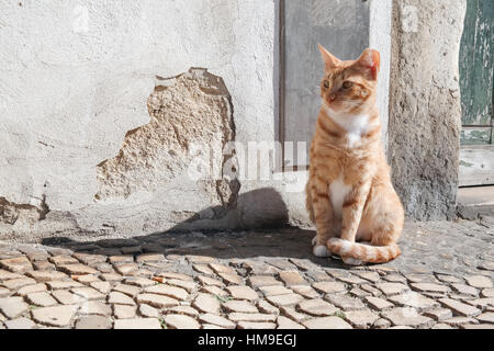 Chat rouge en face d'un mur fissuré sur cobblestone street Banque D'Images