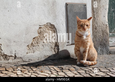 Chat rouge en face d'un mur fissuré sur cobblestone street Banque D'Images