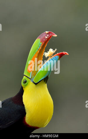 Quille- Bec Toucan portrait dans la forêt tropicale du Costa Rica Banque D'Images