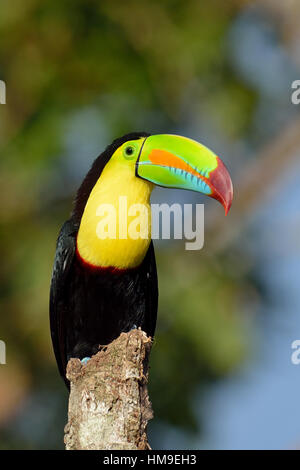 Quille- Bec Toucan dans la forêt tropicale du Costa Rica Banque D'Images