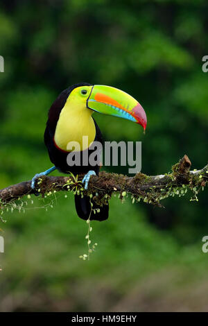 Quille- Bec Toucan dans la forêt tropicale du Costa Rica Banque D'Images