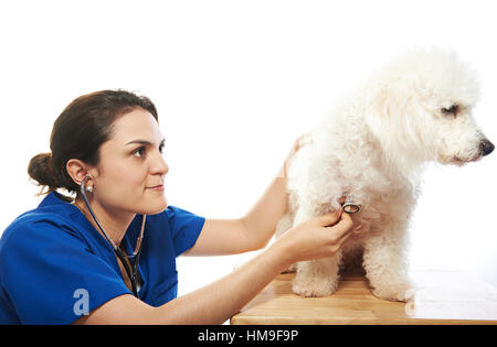 Contrôle vétérinaire Femme chien de heath isolated on white Banque D'Images