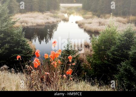 Bog avant le lever du soleil, Algonquin Provincial Park, Ontario, Canada Banque D'Images