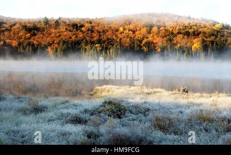 Matin Brouillard, parc Algonquin, Ontario, Canada Banque D'Images