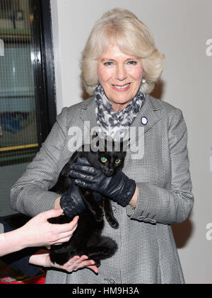 La duchesse de Cornouailles avec Luna le chat lors de sa visite au Battersea Dogs and Cats Home's Centre à Old Windsor. Banque D'Images