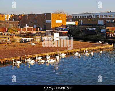 Les Cygnes tuberculés sur la rivière Bure par Wroxham Bridge, Norfolk, Angleterre, Royaume-Uni. Banque D'Images