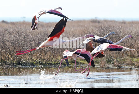 Les flamants décoller à Kalloni Salt Pans à Lesbos, Grèce. Banque D'Images