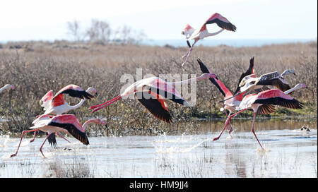 Les flamants décoller à Kalloni Salt Pans à Lesbos, Grèce. Banque D'Images