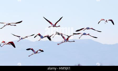 Les flamants décoller à Kalloni Salt Pans à Lesbos, Grèce. Banque D'Images