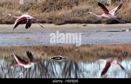 Les flamants décoller à Kalloni Salt Pans à Lesbos, Grèce. Banque D'Images