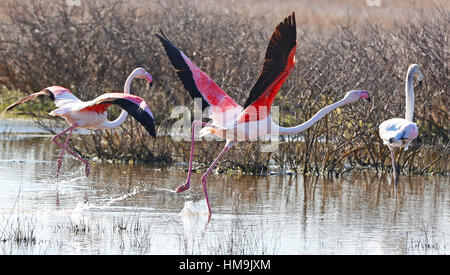 Les flamants décoller à Kalloni Salt Pans à Lesbos, Grèce. Banque D'Images